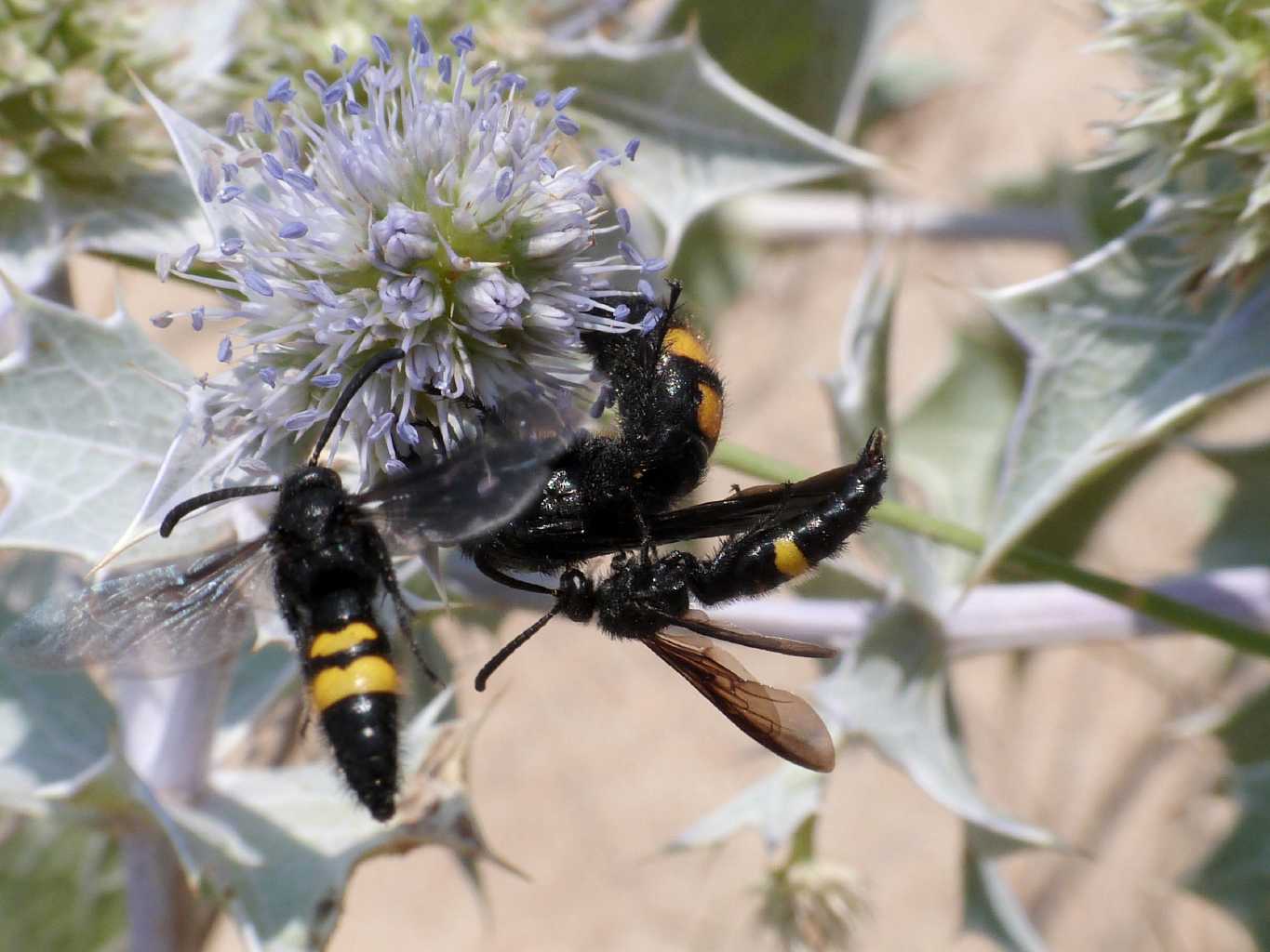 Scolia hirta: maschi imbranati